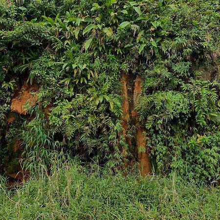 Le Petit Paradis Roseau Dış mekan fotoğraf