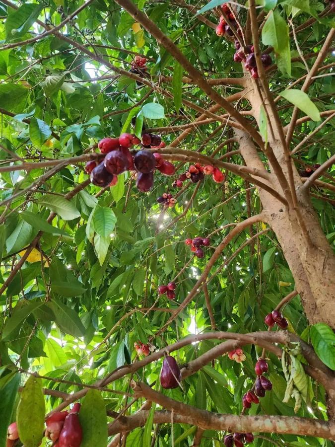 Le Petit Paradis Roseau Dış mekan fotoğraf