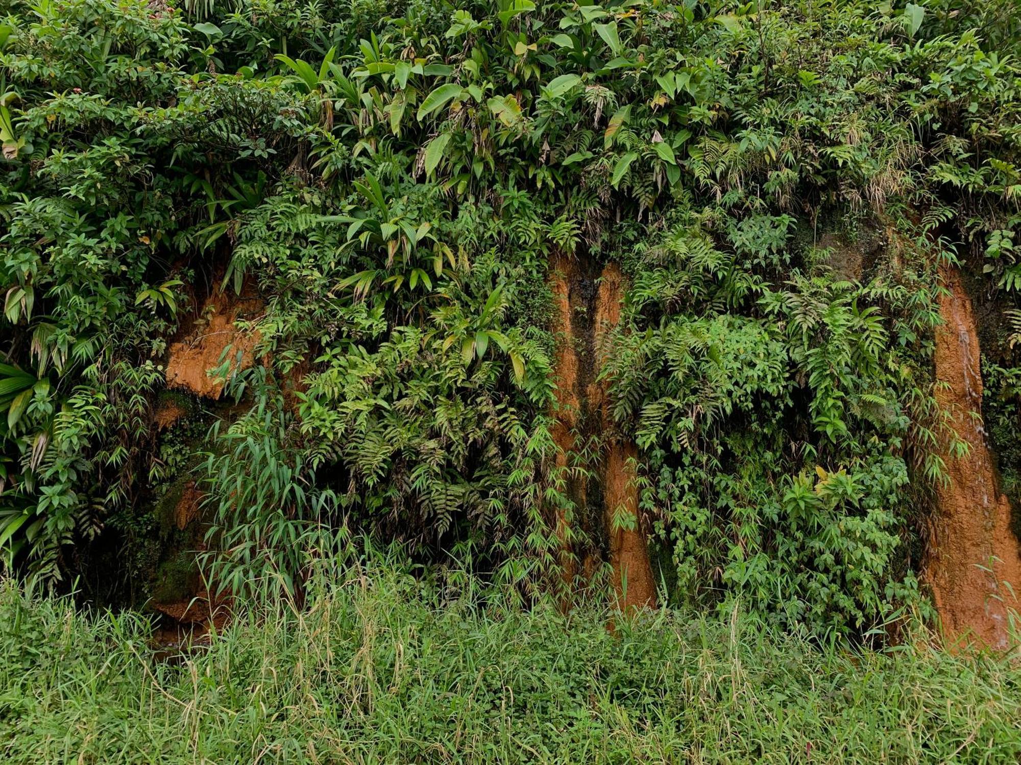 Le Petit Paradis Roseau Dış mekan fotoğraf