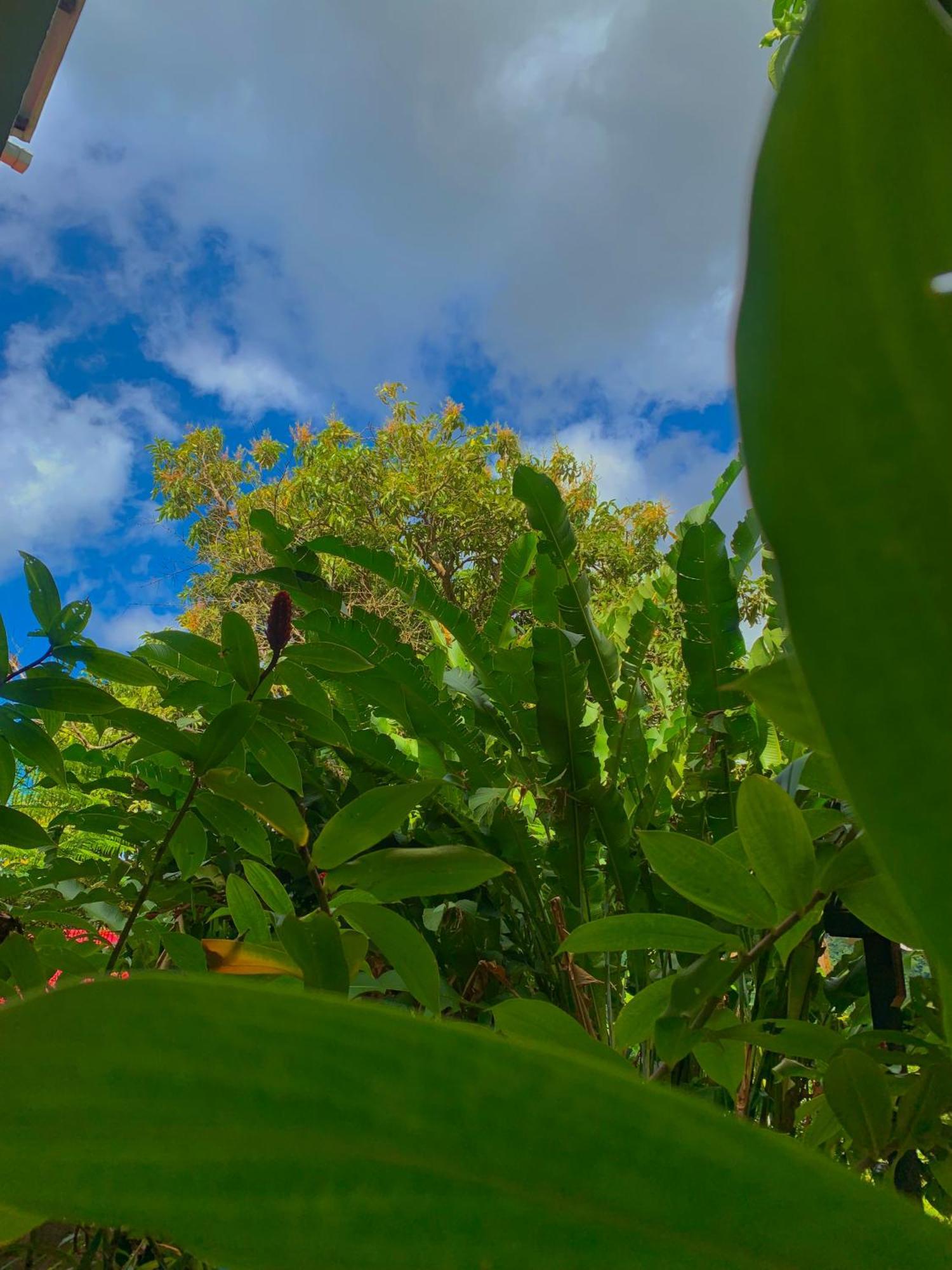 Le Petit Paradis Roseau Dış mekan fotoğraf